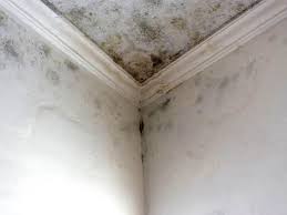 Mold Documentation for Insurance Claims in Bradford, TN