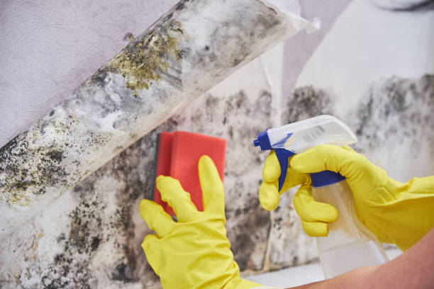 Mold Odor Removal Services in Bradford, TN